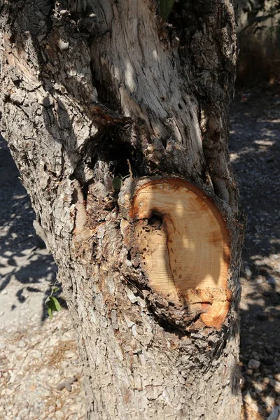 Textur der Holzteile — Stockfoto