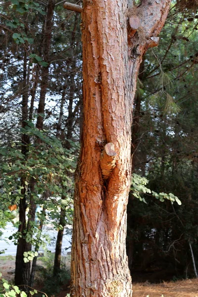 ahşap parçaları dokusuna 