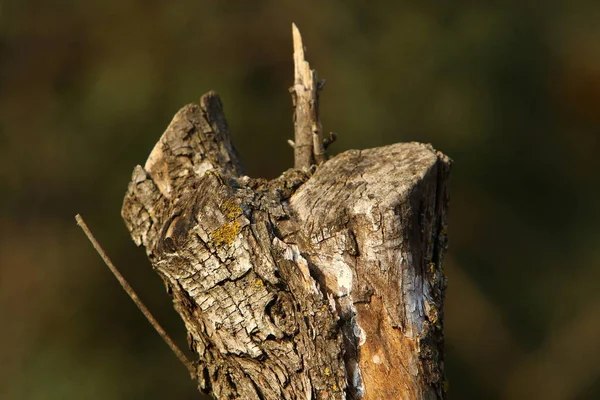 Povrch dřevěných dílů — Stock fotografie