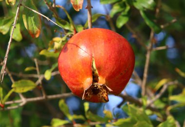 Bahçede olgunlaştı olgun nar 