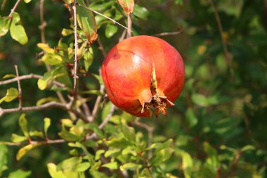 Bahçede olgunlaştı olgun nar 