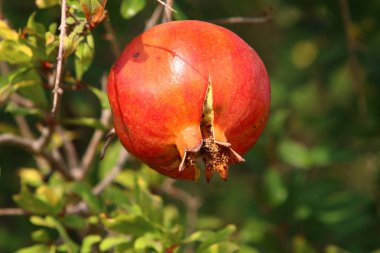 Bahçede olgunlaştı olgun nar 