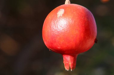 Bahçede olgunlaştı olgun nar 
