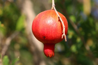 Bahçede olgunlaştı olgun nar 