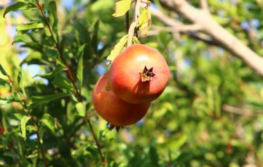 Bahçede olgunlaştı olgun nar 