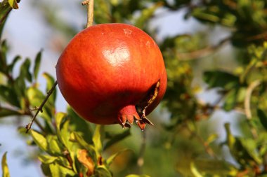 Bahçede olgunlaştı olgun nar 