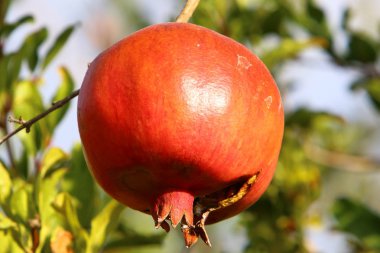 Bahçede olgunlaştı olgun nar 