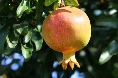 Bahçede olgunlaştı olgun nar 