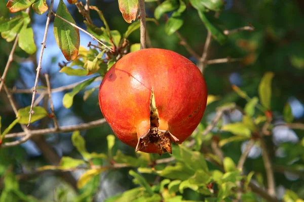 Bahçede olgunlaştı olgun nar 