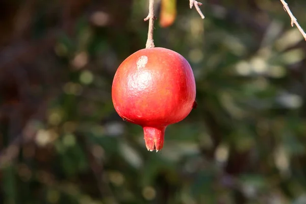 Modne granatepler modnet i hagen – stockfoto