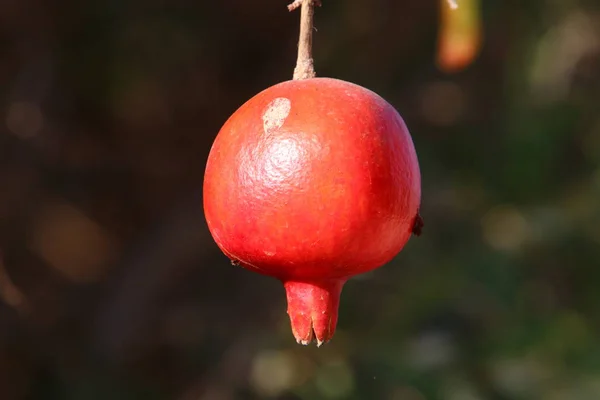 Granadas maduras maduradas en el jardín — Foto de Stock