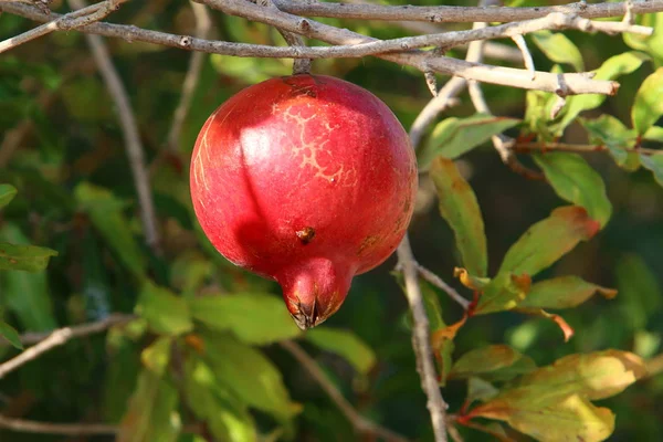 Bahçede olgunlaştı olgun nar 