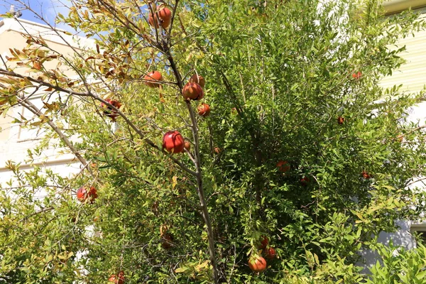 Ripe pomegranates ripened in the garden — Stock Photo, Image