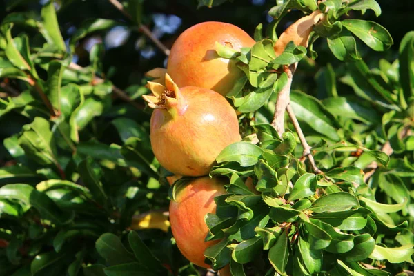 Reife Granatäpfel im Garten gereift — Stockfoto