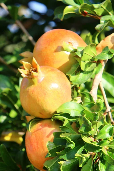 Érett gránátalma érlelik, a kertben — Stock Fotó