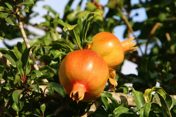 Bahçede olgunlaştı olgun nar 