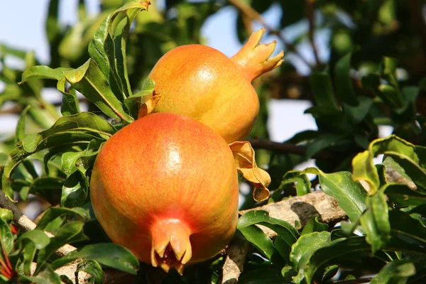 Bahçede olgunlaştı olgun nar 