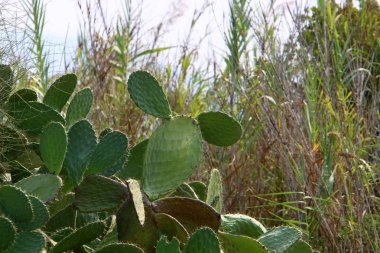 Büyük ve dikenli kaktüs 