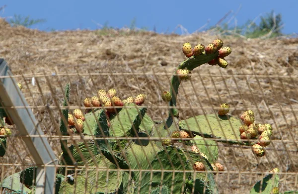 Cacto grande e espinhoso — Fotografia de Stock