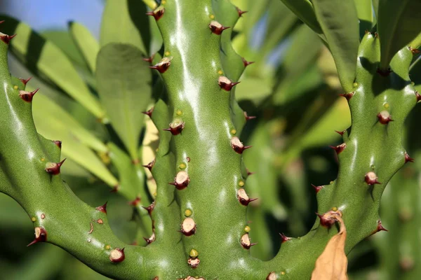 Cactus grandes y espinosos — Foto de Stock