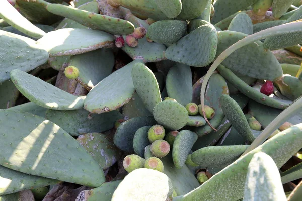 Cactus gros et épineux — Photo