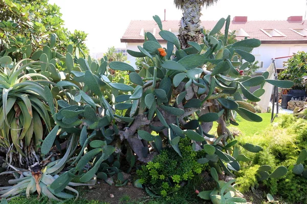 Großer und stacheliger Kaktus — Stockfoto