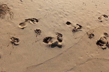 Kumda ayak izleri 