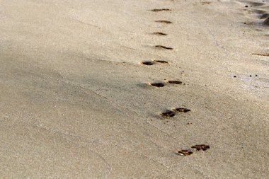 Kumda ayak izleri 