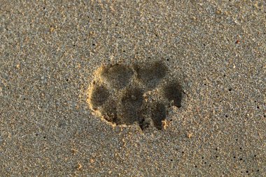 Kumda ayak izleri 