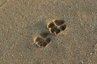 Kumda ayak izleri 