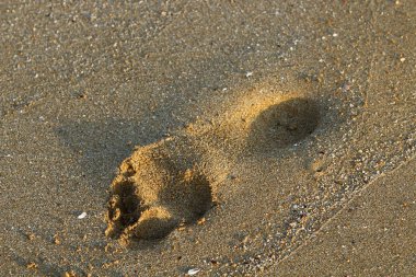 Kumda ayak izleri 