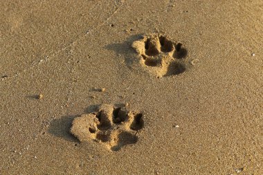 Kumda ayak izleri 