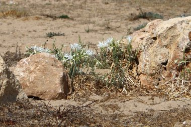 road yakınındaki taş 