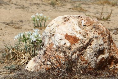 road yakınındaki taş 