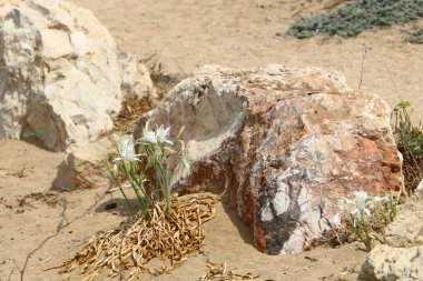 road yakınındaki taş 