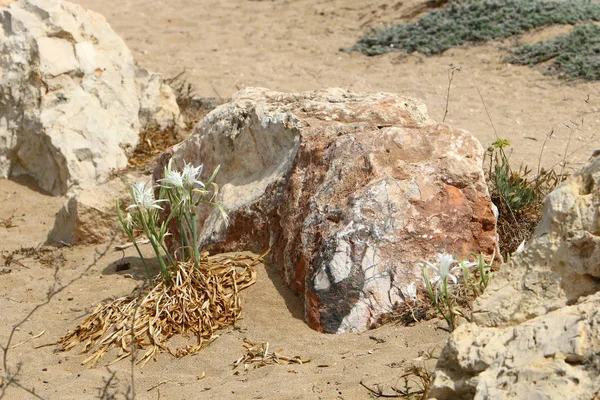 road yakınındaki taş 