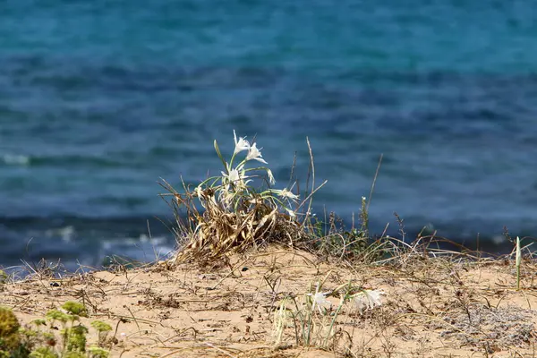 Akdeniz kıyılarında 