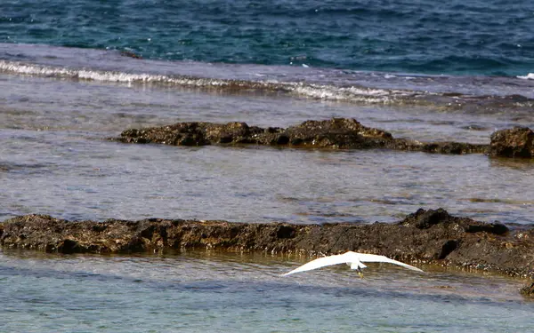 Akdeniz kıyılarında 