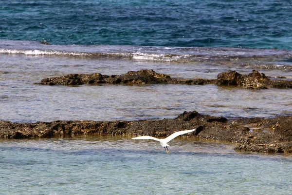 Akdeniz kıyılarında 