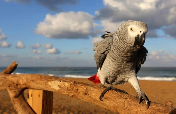 Papegojan bor på stranden — Stockfoto