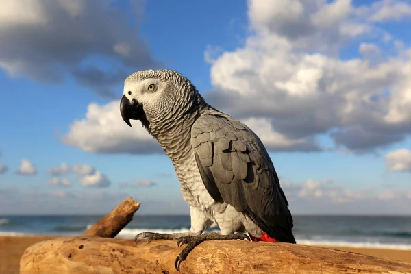 Papağan sahilde yaşıyor — Stok fotoğraf