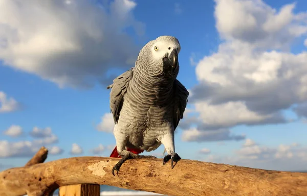 Ο παπαγάλος που ζει στην παραλία — Φωτογραφία Αρχείου