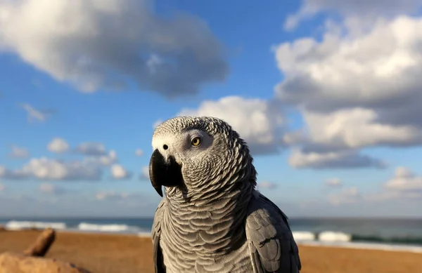 Der Papagei lebt am Strand — Stockfoto
