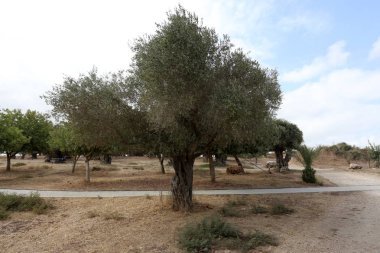 İsrail'in Kuzey manzara 