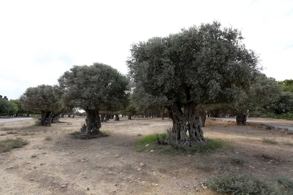 İsrail'in Kuzey manzara 