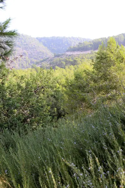 Paisaje en el norte de Israel — Foto de Stock