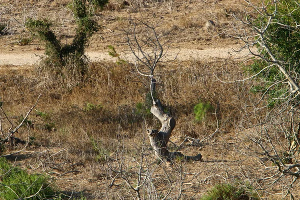 Landschap in het noorden van Israël — Stockfoto