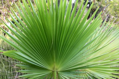 İsrail'de sonbahar yaprakları 