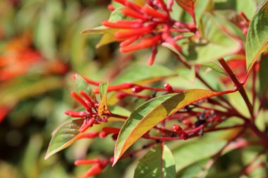 İsrail'de sonbahar yaprakları 