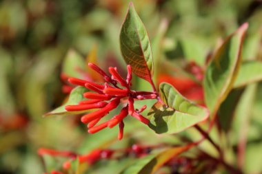 İsrail'de sonbahar yaprakları 